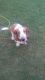 Basset Hound Puppies for sale in Waco, TX, USA. price: NA