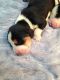 Basset Hound Puppies for sale in New York, IA 50238, USA. price: NA