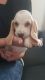 Basset Hound Puppies for sale in Texas City, TX, USA. price: NA