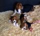 Basset Hound Puppies for sale in Norwalk, CA, USA. price: NA