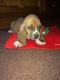 Basset Hound Puppies for sale in Springfield, OH, USA. price: NA
