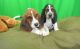 Basset Hound Puppies for sale in TX-121, Blue Ridge, TX 75424, USA. price: NA