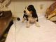 Basset Hound Puppies for sale in Colorado Blvd, Denver, CO, USA. price: NA