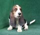 Basset Hound Puppies for sale in Seattle, WA 98103, USA. price: NA