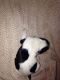 Basset Hound Puppies for sale in Louisiana Blvd NE, Albuquerque, NM, USA. price: NA