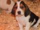 Basset Hound Puppies for sale in Castle Pines, CO 80108, USA. price: NA