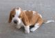 Basset Hound Puppies for sale in New Haven, MI 48050, USA. price: NA