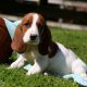 Basset Hound Puppies for sale in San Mateo, CA, USA. price: NA