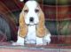 Basset Hound Puppies for sale in Jersey, GA 30018, USA. price: NA