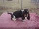 Basset Hound Puppies for sale in California St, San Francisco, CA, USA. price: NA