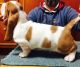 Basset Hound Puppies for sale in California Automobile Museum, 2200 Front St, Sacramento, CA 95818, USA. price: NA