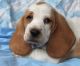 Basset Hound Puppies for sale in Columbus, GA 31997, USA. price: NA