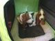 Basset Hound Puppies for sale in Madison, IN, USA. price: $800
