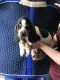 Basset Hound Puppies for sale in Ohio Township, OH, USA. price: NA