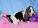 Basset Hound Puppies for sale in Carlsbad, CA, USA. price: $650