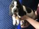 Basset Hound Puppies for sale in Dublin, OH, USA. price: NA