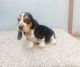 Basset Hound Puppies for sale in Walnut, CA, USA. price: NA