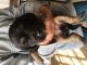 Basset Hound Puppies for sale in Benson, NC 27504, USA. price: $275