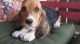 Basset Hound Puppies for sale in Decatur, IL, USA. price: NA