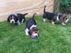 Basset Hound Puppies for sale in Massachusetts Ave, Cambridge, MA, USA. price: NA