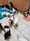 Basset Hound Puppies for sale in Pittsburgh, PA, USA. price: NA