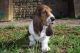 Basset Hound Puppies for sale in Massachusetts Ave, Cambridge, MA, USA. price: NA