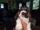 Basset Hound Puppies for sale in Russellville, KY 42276, USA. price: $750