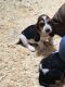 Basset Hound Puppies for sale in San Diego, CA, USA. price: $400