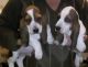 Basset Hound Puppies for sale in Marysville, WA, USA. price: NA