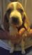 Basset Hound Puppies for sale in New London, NC 28127, USA. price: NA