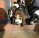 Basset Hound Puppies for sale in Michigan Ave, Inkster, MI 48141, USA. price: $500