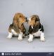 Basset Hound Puppies for sale in California St, San Francisco, CA, USA. price: NA