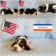 Basset Hound Puppies for sale in Bryan, TX 77803, USA. price: NA