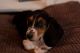 Basset Hound Puppies for sale in Atlanta, GA, USA. price: $275