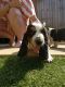 Basset Hound Puppies for sale in Bloomfield Ave, Bloomfield, CT 06002, USA. price: NA