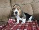 Basset Hound Puppies for sale in Fresno, CA, USA. price: $500