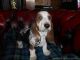 Basset Hound Puppies for sale in New Castle, PA, USA. price: NA