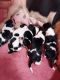 Basset Hound Puppies for sale in Florence St, Denver, CO, USA. price: NA