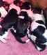 Basset Hound Puppies for sale in Fairhope Ave, Fairhope, AL 36532, USA. price: NA