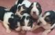 Basset Hound Puppies for sale in Erie, PA, USA. price: NA
