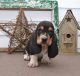 Basset Hound Puppies for sale in Texas Ave, Houston, TX, USA. price: NA