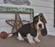 Basset Hound Puppies for sale in Nevada St, Newark, NJ 07102, USA. price: NA