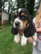 Basset Hound Puppies for sale in Chattahoochee Hills, GA 30268, USA. price: $800