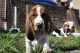 Basset Hound Puppies for sale in Chattanooga, TN 37401, USA. price: NA