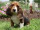 Basset Hound Puppies for sale in Virginia Beach, VA, USA. price: NA