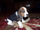 Basset Hound Puppies for sale in Beverly Hills, CA 90210, USA. price: NA
