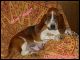 Basset Hound Puppies for sale in Wilkesboro, NC 28697, USA. price: $600