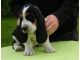 Basset Hound Puppies for sale in CA-111, Rancho Mirage, CA 92270, USA. price: NA