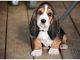 Basset Hound Puppies for sale in TX-249, Houston, TX, USA. price: NA