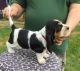 Basset Hound Puppies for sale in Oakland, CA 94624, USA. price: NA